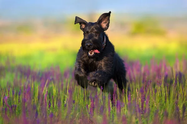 Schnauzer Σκύλο Άλμα Και Τρέξει Στο Πεδίο Λουλούδια Salvia — Φωτογραφία Αρχείου