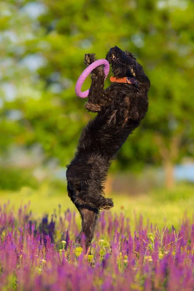 Schnauzer Dog Jump Run Salvia Flowers Field — Stock Photo, Image