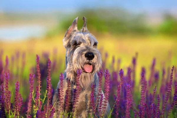 Schnauzer Perro Cerca Retrato Aire Libre Campo —  Fotos de Stock