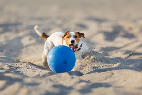 Jack Russell Terrier Cão Correndo Uma Praia Mar — Fotografia de Stock