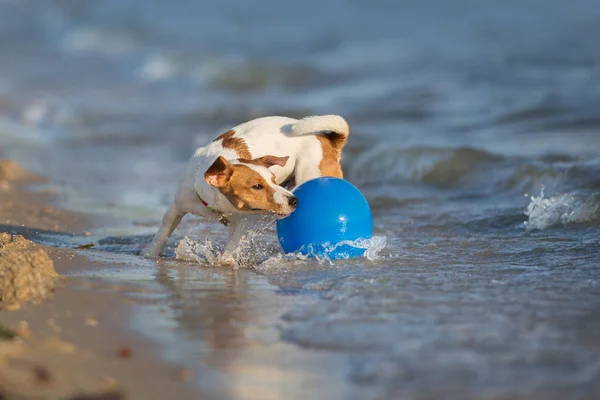 Jack Russell Terier Pelata Sinisellä Vedellä — kuvapankkivalokuva