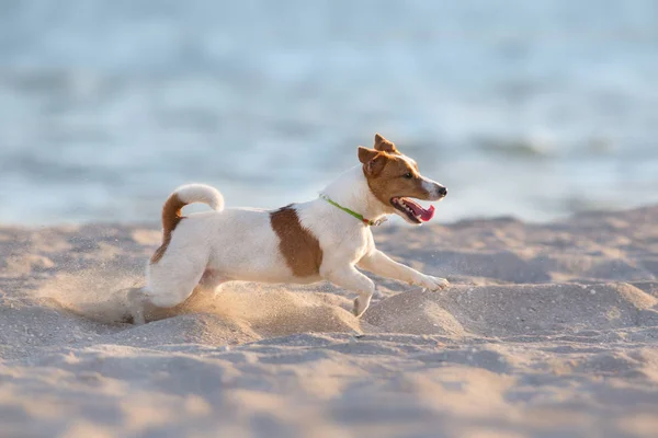 海のビーチを走るジャック ラッセル テリア ドッグ — ストック写真