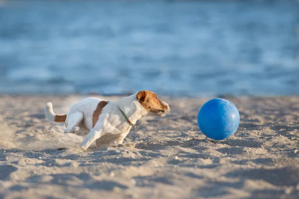 Jack Russell Terrier Cão Correndo Uma Praia Mar — Fotografia de Stock