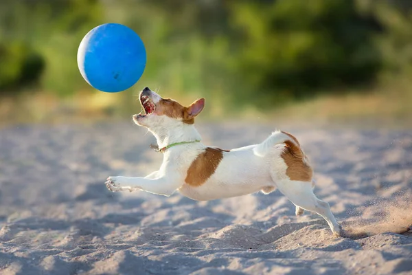 Jack Russell Terier Spielt Blauem Ball Meeresufer — Stockfoto