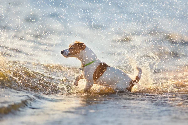 Jack Russell Terier Play Blue Water — Stock Photo, Image