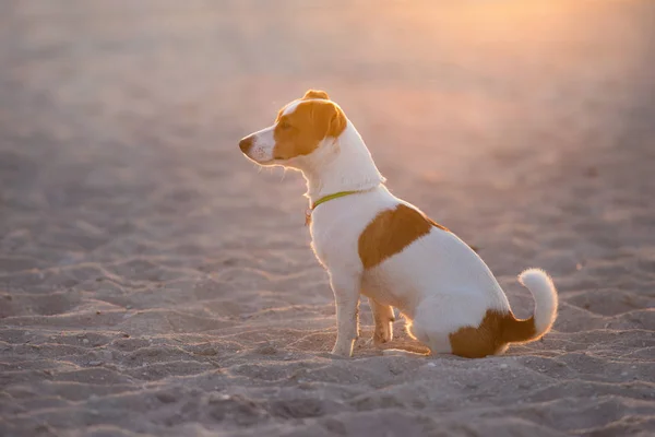 ジャック ラッセル テリア犬海岸に夕日の光の中 — ストック写真
