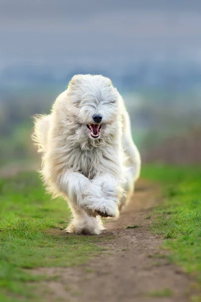 Södra Ryska Sheepdog Springa Fritt — Stockfoto