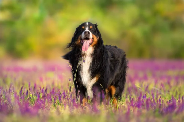 Zabawny Berneński Pies Stojący Łące Kwiatów — Zdjęcie stockowe