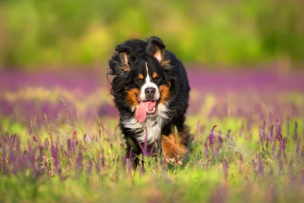 Divertido Retrato Perro Bernés Movimiento Prado Flores —  Fotos de Stock