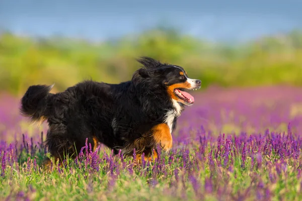 Divertido Retrato Perro Bernés Movimiento Prado Flores —  Fotos de Stock