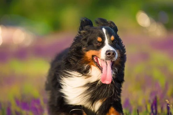 Divertido Retrato Perro Bernés Movimiento Prado Flores —  Fotos de Stock