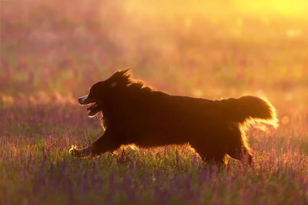 Смешной Портрет Собаки Бернеса Движении Цветочном Лугу — стоковое фото