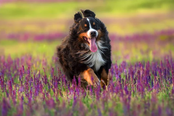 Αστεία Bernese Πορτραίτο Σκύλου Κίνηση Στο Λιβάδι Λουλούδια — Φωτογραφία Αρχείου