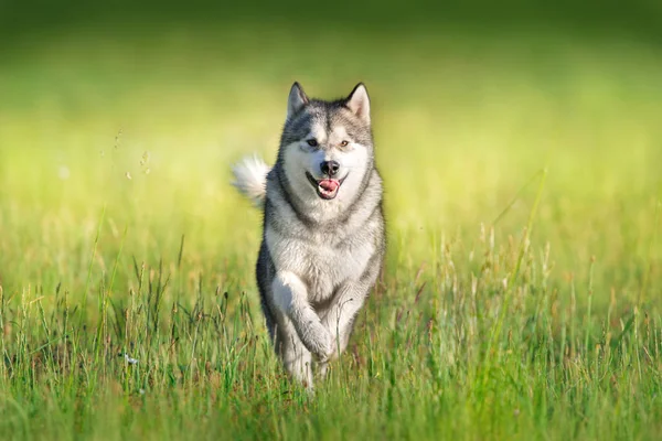 Από Την Αλάσκα Malamute Διατρέχει Καλοκαίρι Πράσινο Λιβάδι — Φωτογραφία Αρχείου