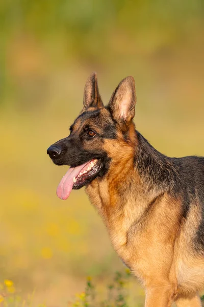 Shepherd Dog Motion Park — Stock Photo, Image