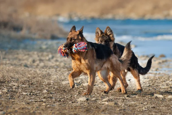 Två Tyska Shepherd Dog Spela Utomhus Vinterdag — Stockfoto