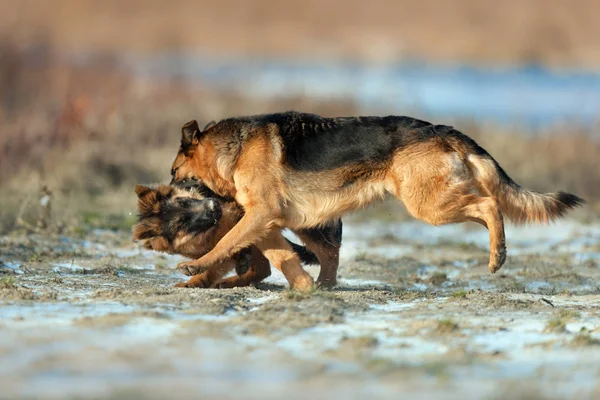 Två Tyska Shepherd Dog Spela Utomhus Vinterdag — Stockfoto