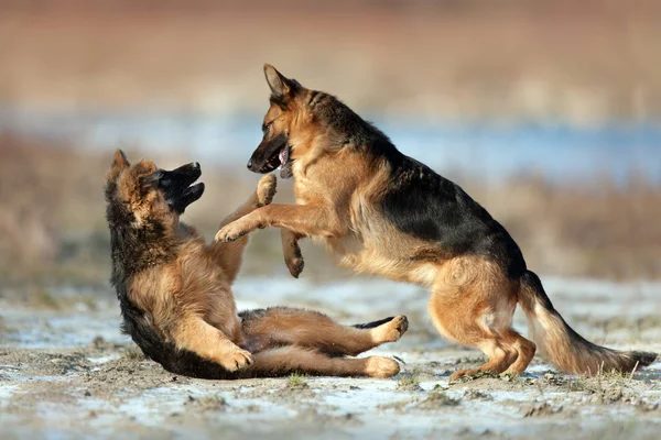 Two German Shepherd Dog Play Outdoor Winter Day — Stock Photo, Image