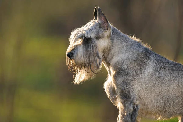 Schnauzer Gris Primer Plano Retrato Luz Del Atardecer Parque Primavera —  Fotos de Stock