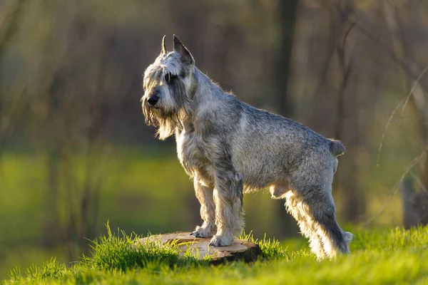 Schnauzer Cinza Parque Primavera — Fotografia de Stock