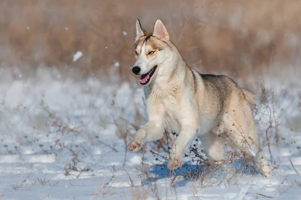 Μεγαλόσωμος Σκύλος Χειμώνα Χιόνι Πεδίο — Φωτογραφία Αρχείου