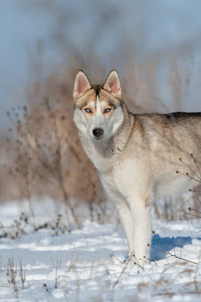 Husky Dog Winter Snow Field — Stock Photo, Image