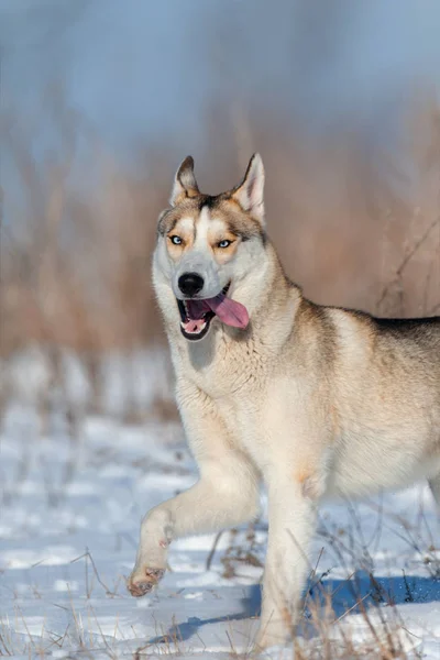 Хаскі Собака Зимовому Сніжному Полі — стокове фото