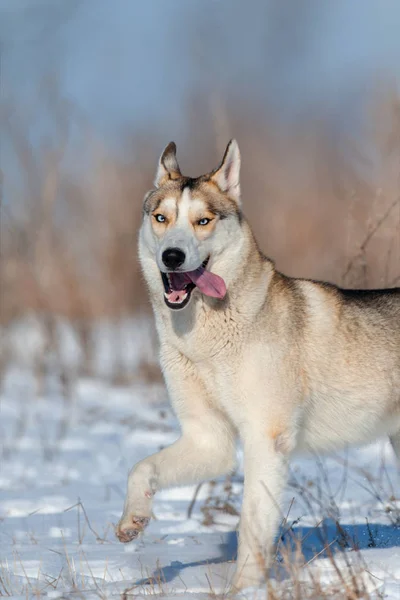 Husky Hunden Vinter Snö Fält — Stockfoto