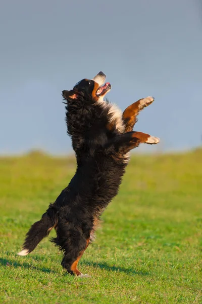 Berner Sennen Spela Och Hoppa — Stockfoto