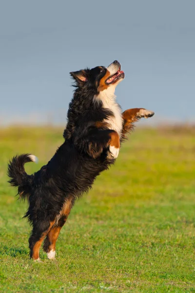 Bernese Perro Montaña Jugar Saltar —  Fotos de Stock