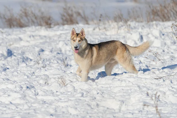 Husky Hunden Vinter Snö Fält — Stockfoto