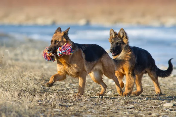 Två Tyska Shepherd Dog Spela Utomhus Vinterdag — Stockfoto