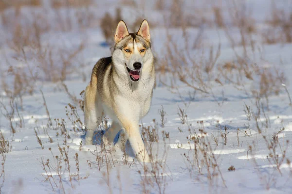 Собака Хаски Зимнем Заснеженном Поле — стоковое фото