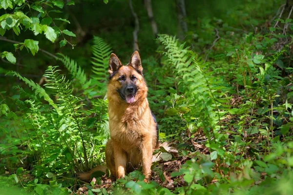 German Shephard Dog Forest Close Portrait — Stock Photo, Image