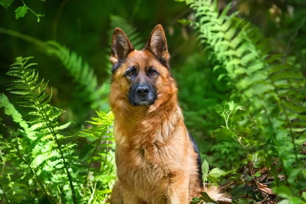 Tyska Shephard Hund Skogen Nära Upp Porträtt — Stockfoto