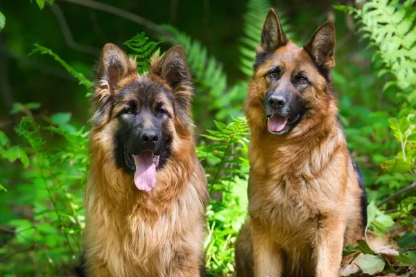 Två Tyska Shephard Hund Skogen Närbild Porträtt — Stockfoto