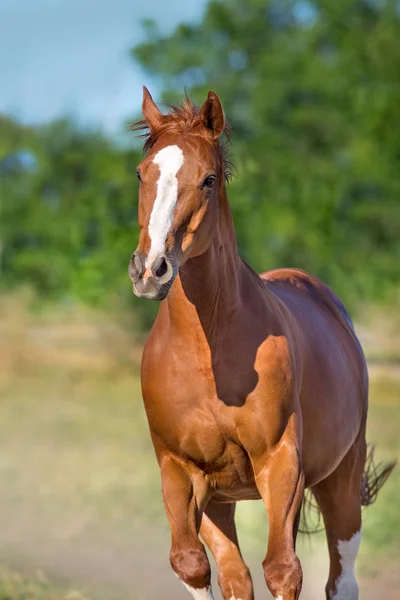 夏の日の動きで肖像画間近長いたてがみと美しい赤い馬 — ストック写真