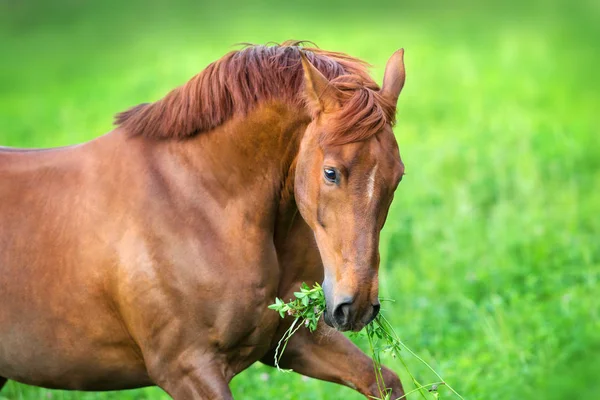 Hermoso Caballo Rojo Con Melena Larga Primer Plano Retrato Movimiento — Foto de Stock