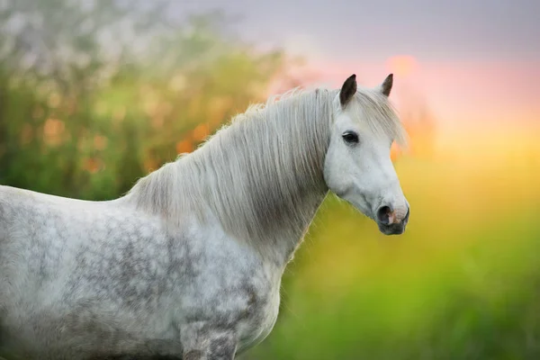 Cavalo Branco Retrata Nascer Sol Primavera — Fotografia de Stock