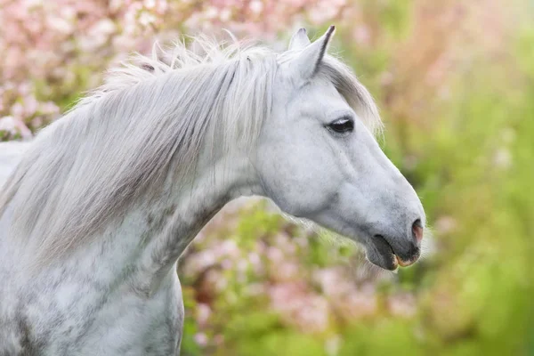 White Horse Portrait Spring Pink Blossom Tree — Stock Photo, Image