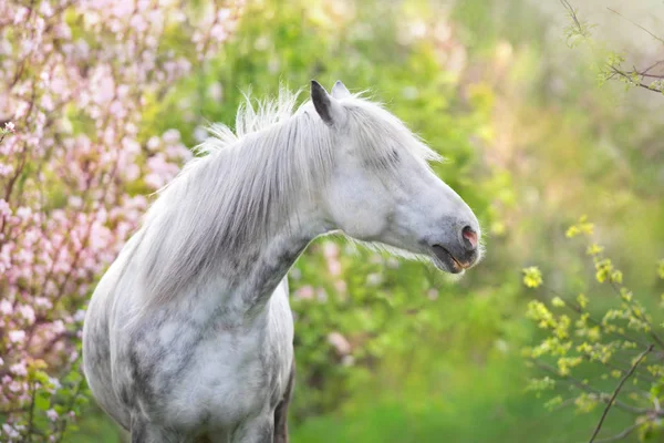 White Horse Portrait Spring Pink Blossom Tree — Stock Photo, Image