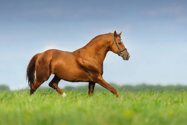 青空春の牧草地で繋駕速歩レース赤種牡馬 — ストック写真