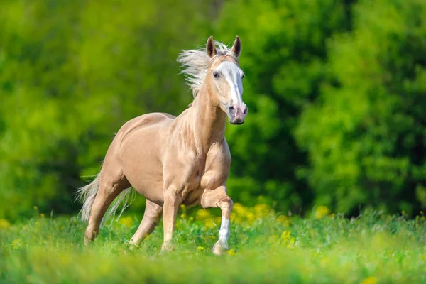 Belo Cavalo Palomino Com Longa Crina Loira Correr Prado Primavera — Fotografia de Stock