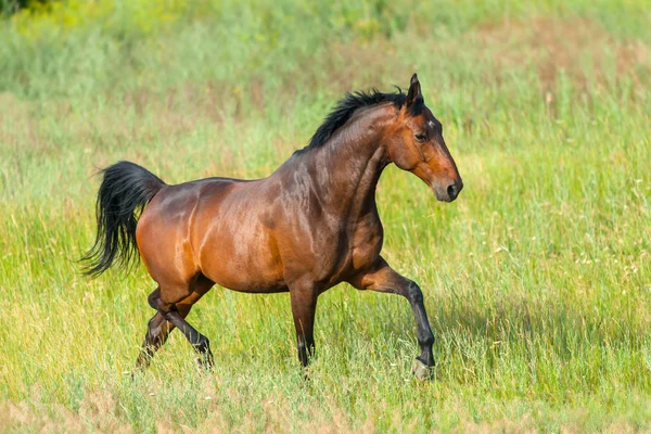 Semental Bahía Corre Galopando Prado Verde — Foto de Stock