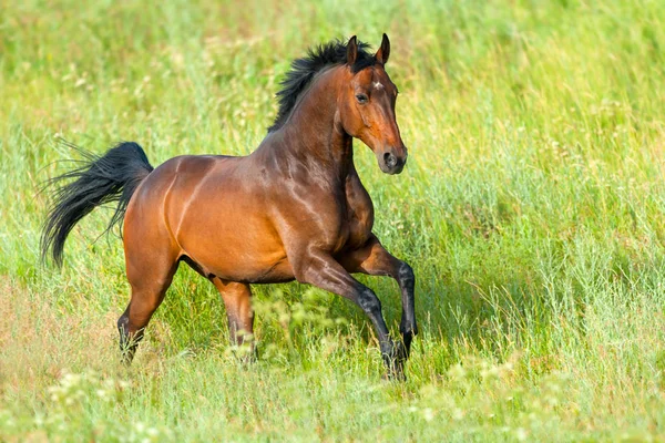 緑の草原でギャロップを実行ベイ種牡馬 — ストック写真