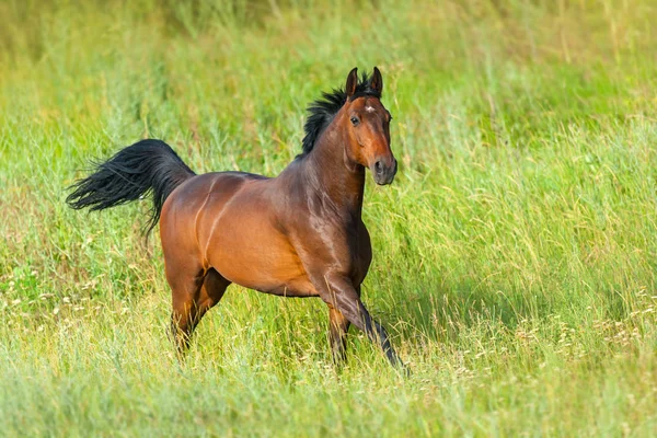 Bay Hingst Kör Galopp Grön Äng — Stockfoto