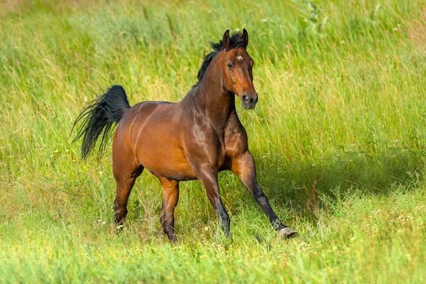 Gniady Ogier Uruchomić Galop Zielony Łąka — Zdjęcie stockowe