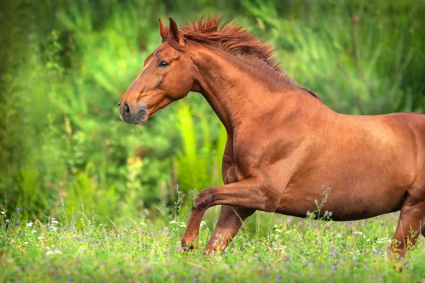 夏の日の動きで肖像画間近長いたてがみと美しい赤い馬 — ストック写真