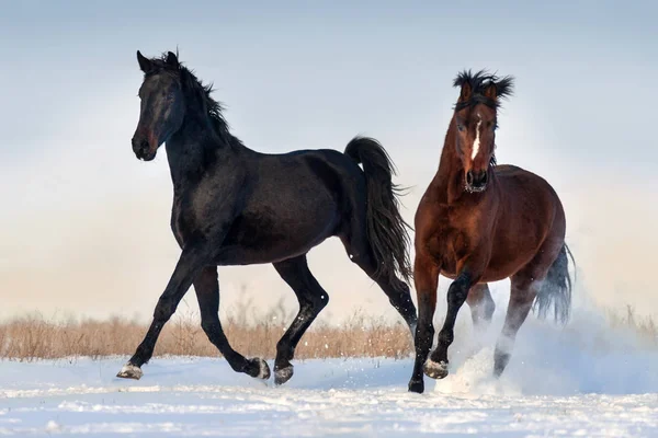 Schöner Pferdegalopp Schneefeld — Stockfoto