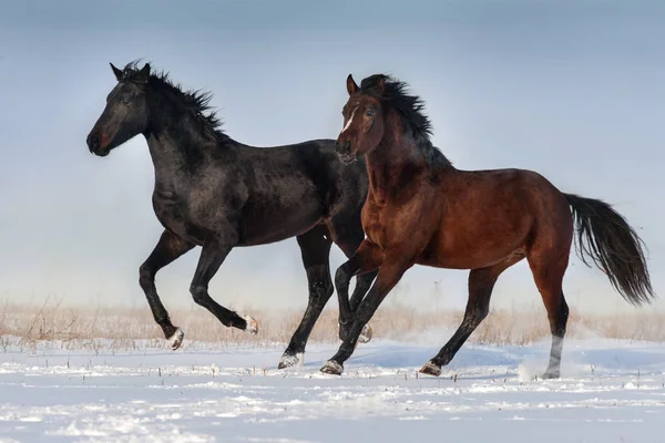 Schöner Pferdegalopp Schneefeld — Stockfoto